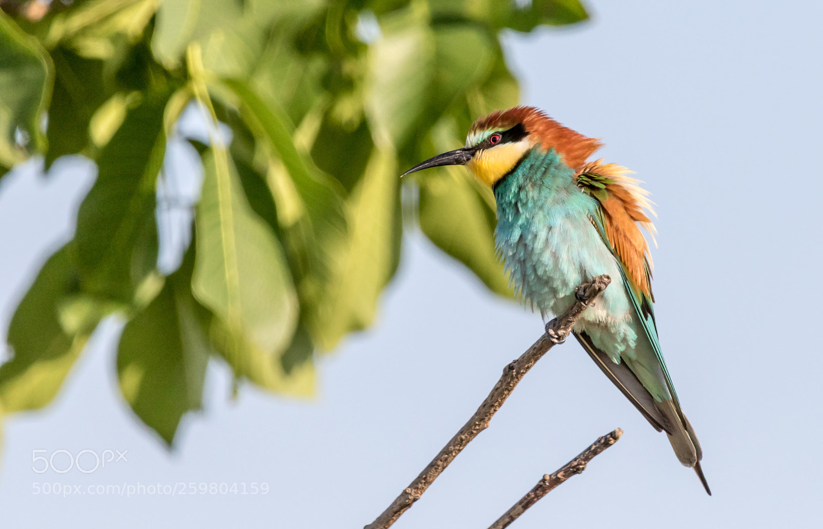 Canon EOS 7D Mark II sample photo. Merops apiaster photography