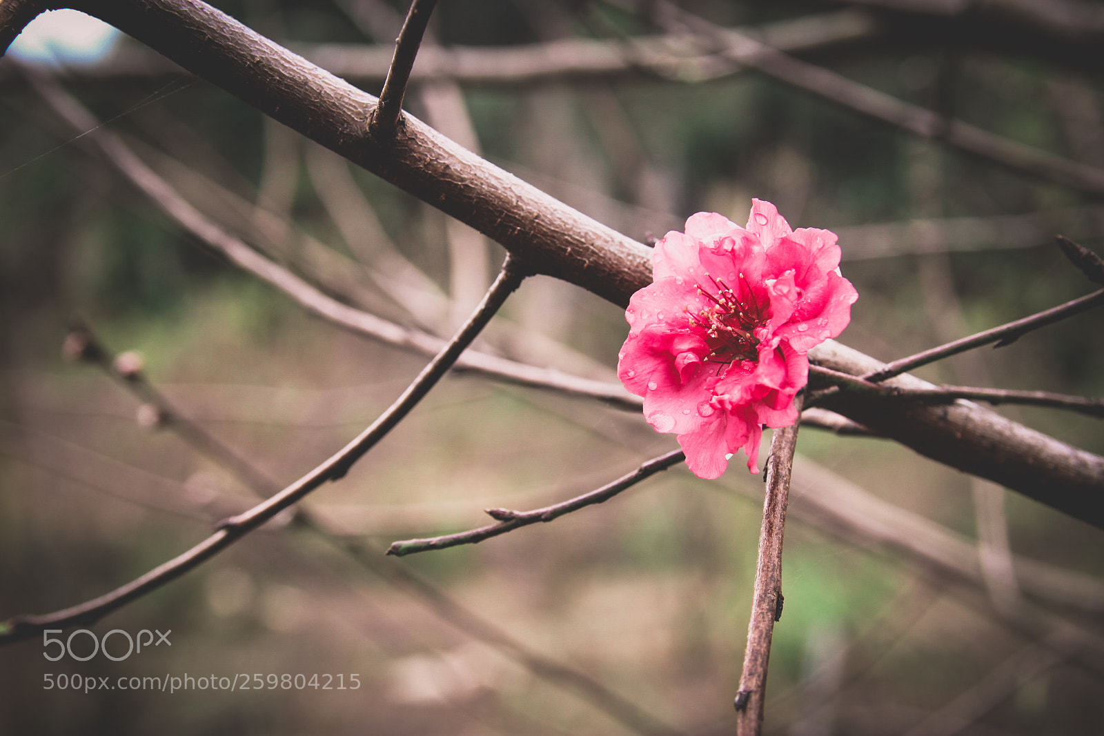 Canon EOS 600D (Rebel EOS T3i / EOS Kiss X5) sample photo. Blossom photography