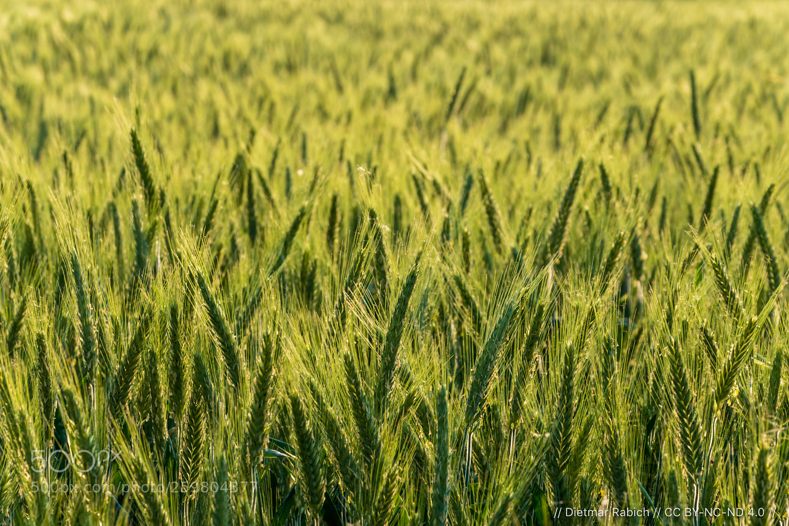 Nikon D5600 sample photo. Dülmen, dernekamp, feld photography