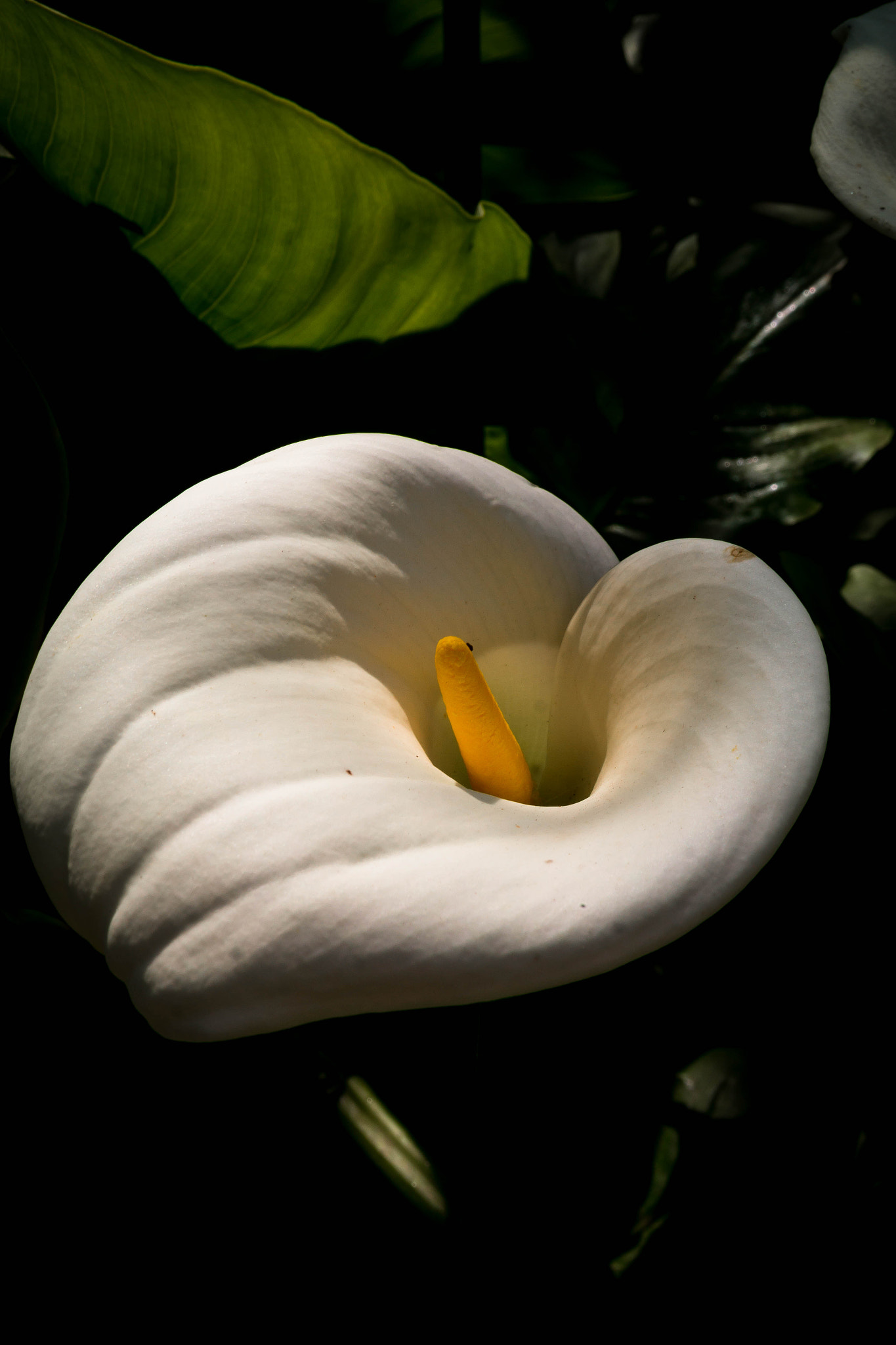 Samsung NX2000 sample photo. Calla photography