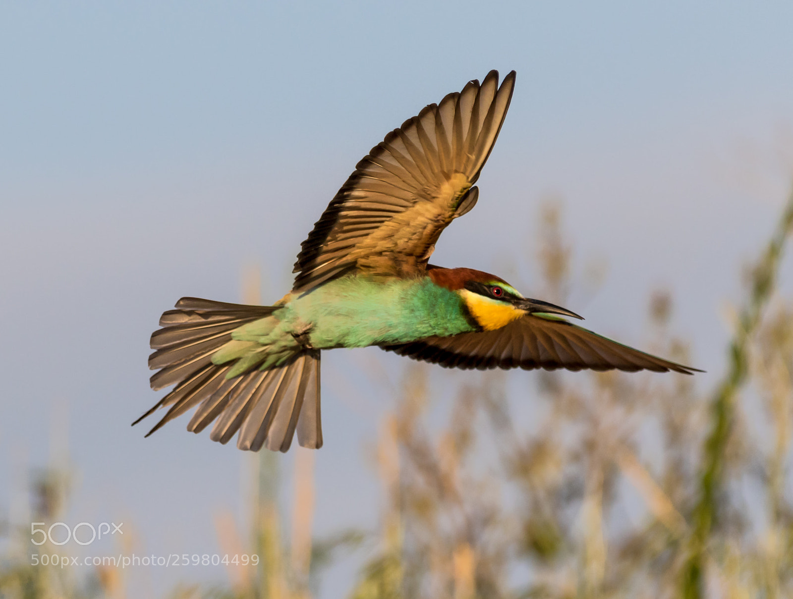 Canon EOS 7D Mark II sample photo. Merops apiaster  2 photography