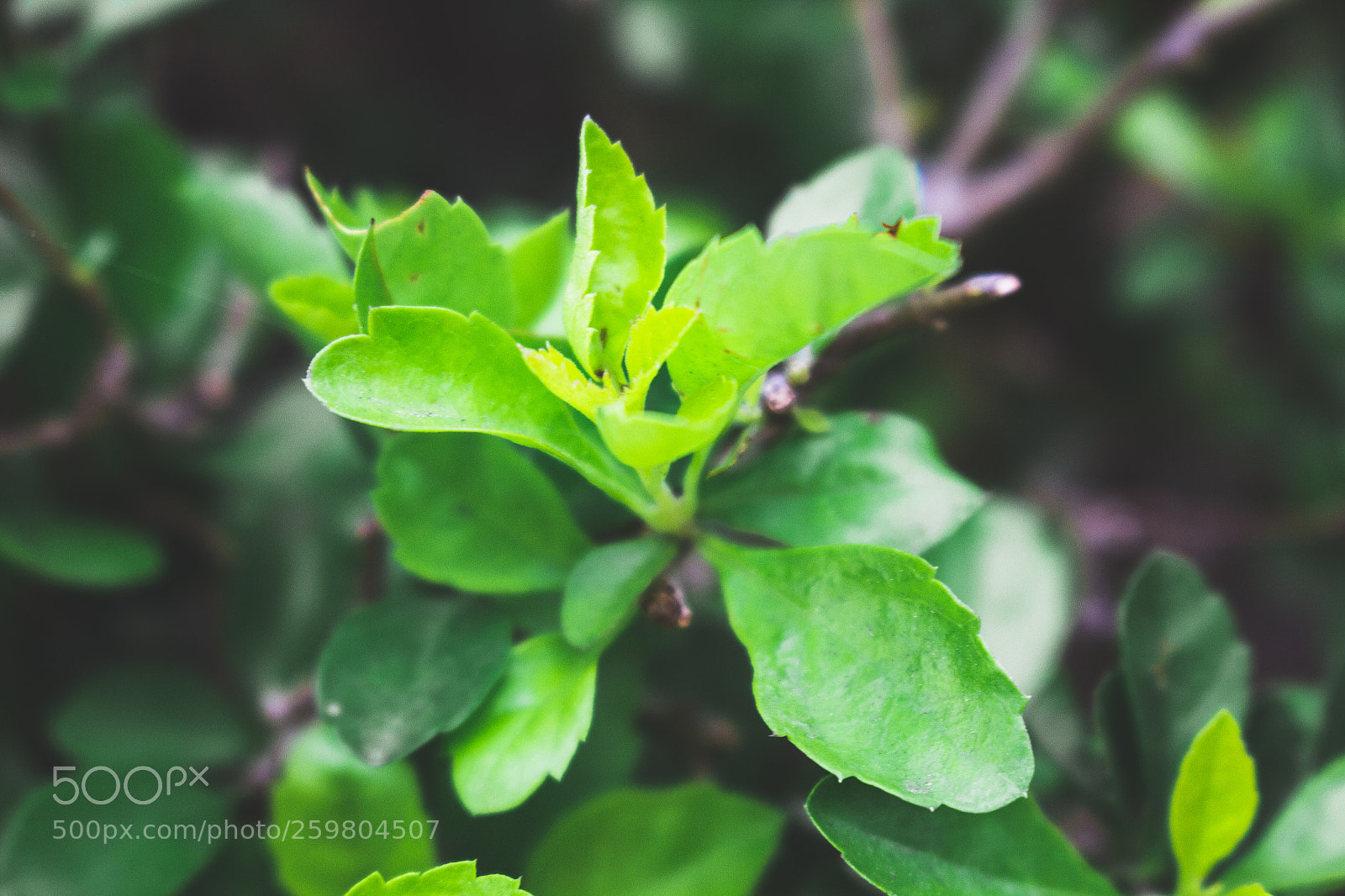 Canon EOS 60D sample photo. Green photography