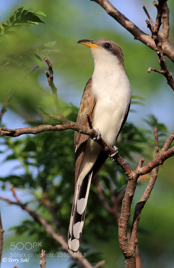 Canon EOS 70D sample photo. Yellow-billed cuckoo photography
