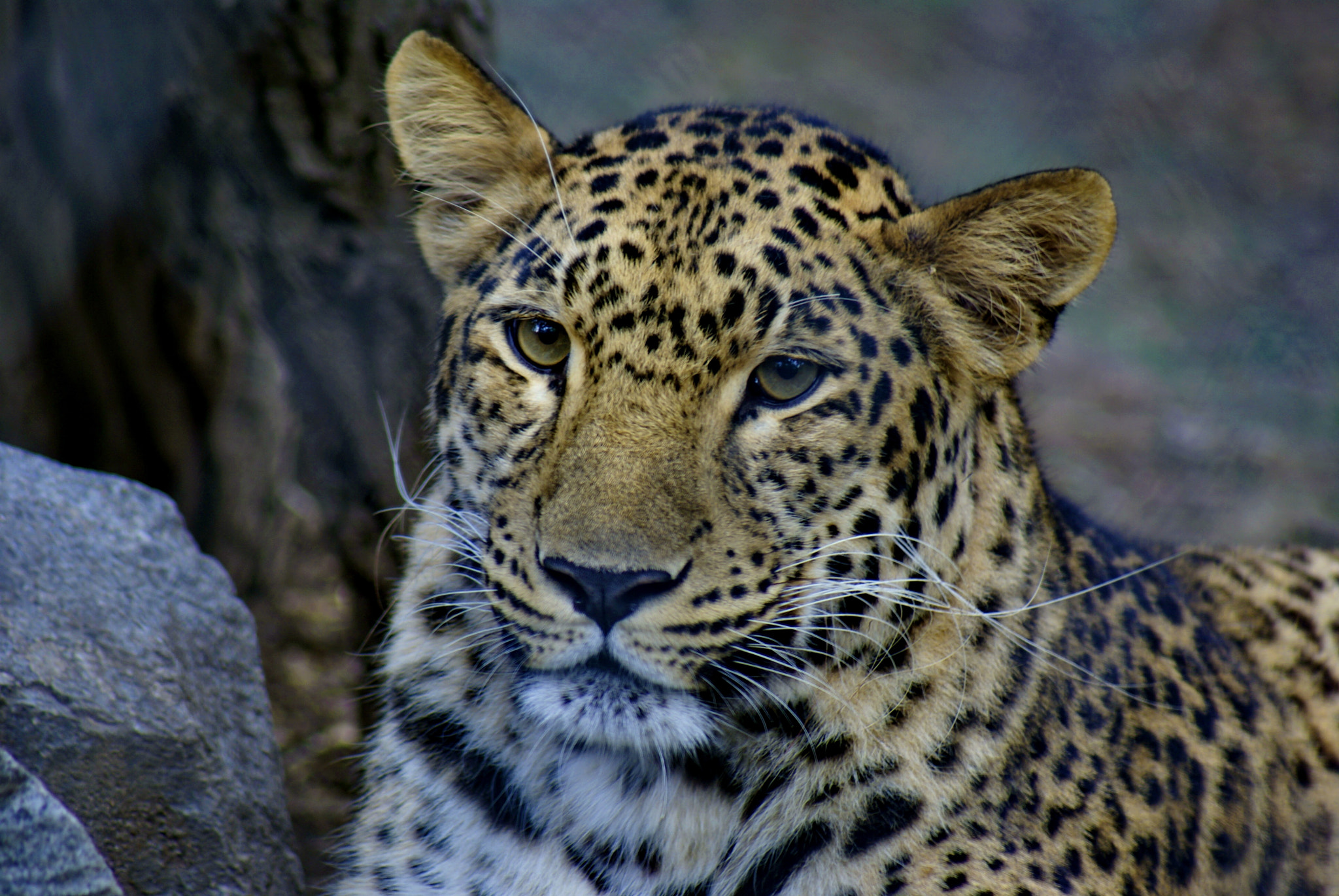 Sony 75-300mm F4.5-5.6 sample photo. Untitled photography