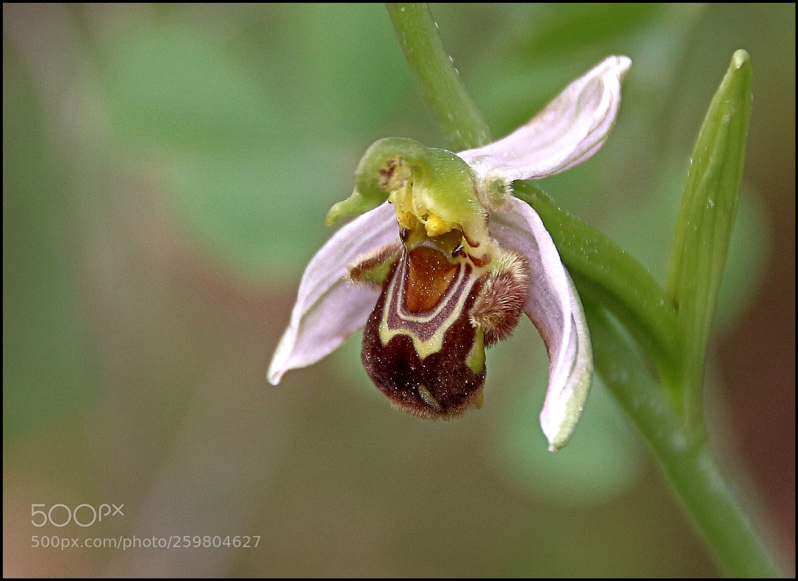 Canon EOS 100D (EOS Rebel SL1 / EOS Kiss X7) sample photo. An orchid as beautiful photography