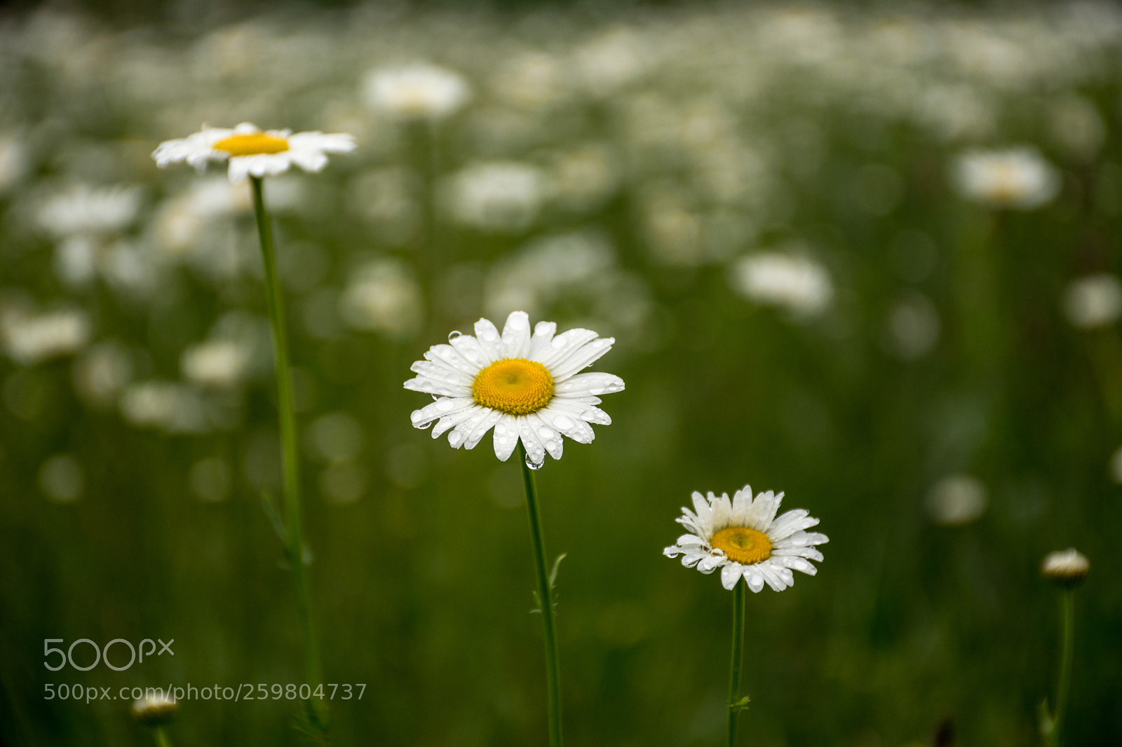 Nikon D7100 sample photo. Untitled photography