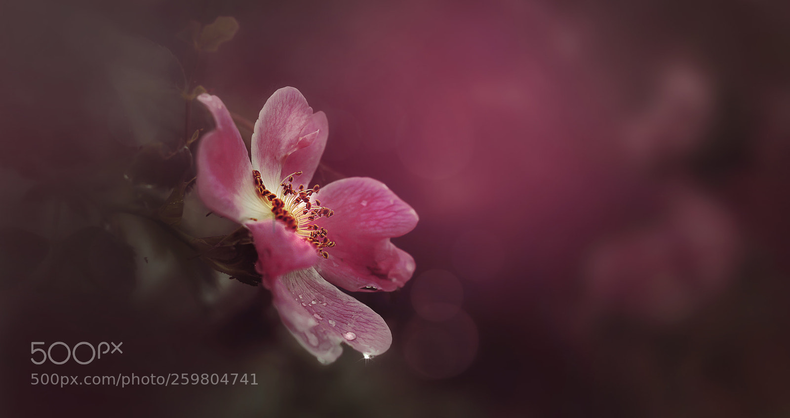 Nikon D800E sample photo. Wild & tender photography