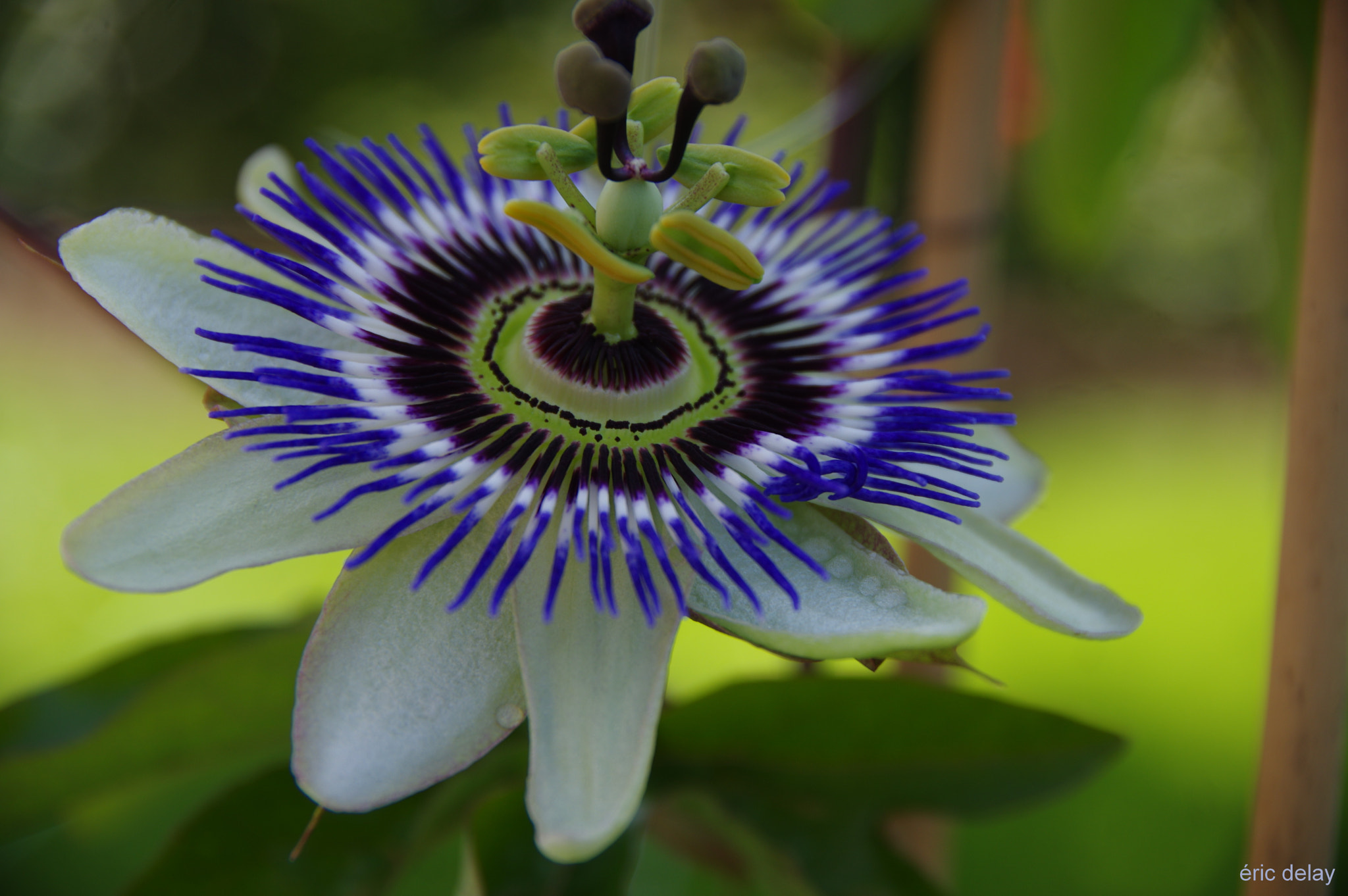 Pentax K-3 sample photo. Passiflore photography