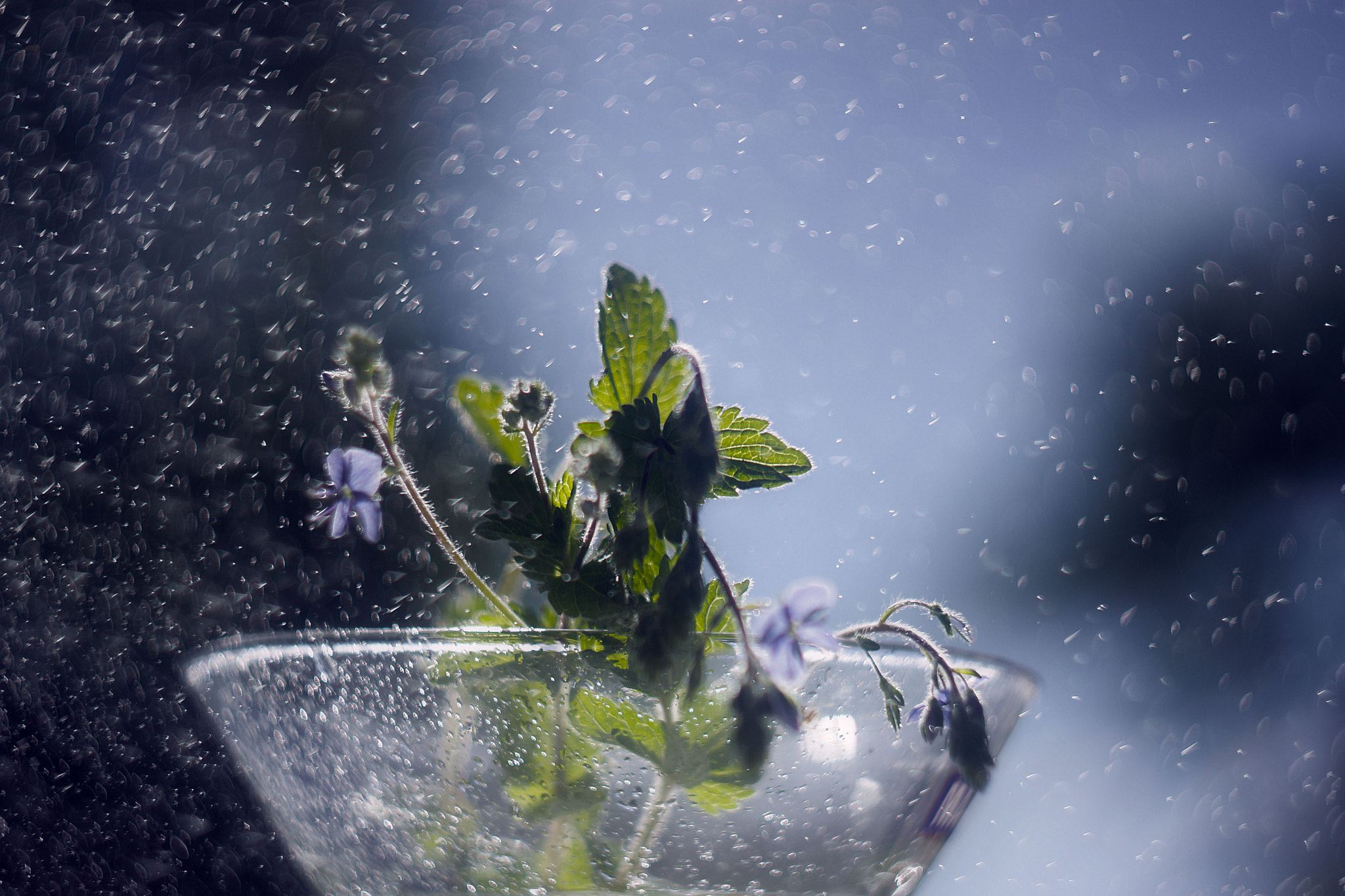 Sony SLT-A65 (SLT-A65V) sample photo. копия photography