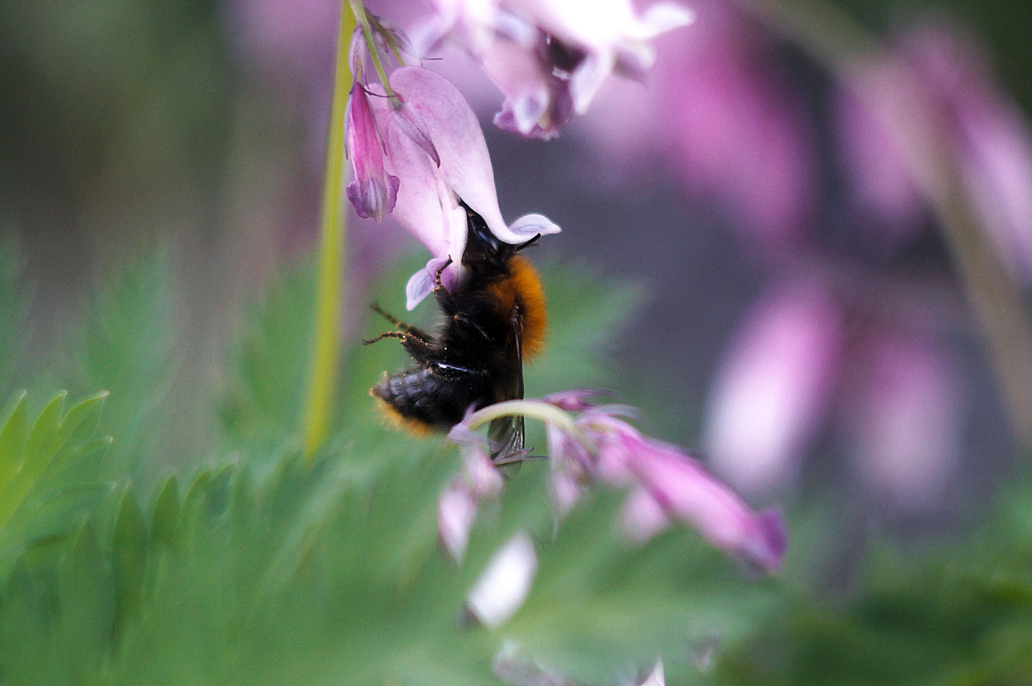Sony SLT-A65 (SLT-A65V) sample photo. копия photography