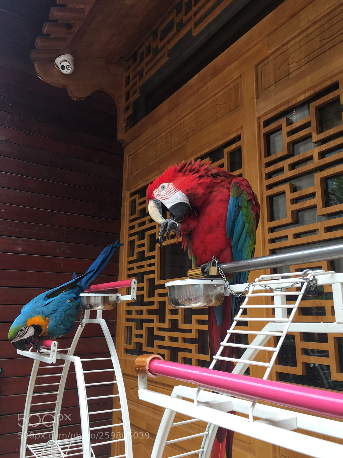 Apple iPhone 6s Plus sample photo. Parrot...... photography