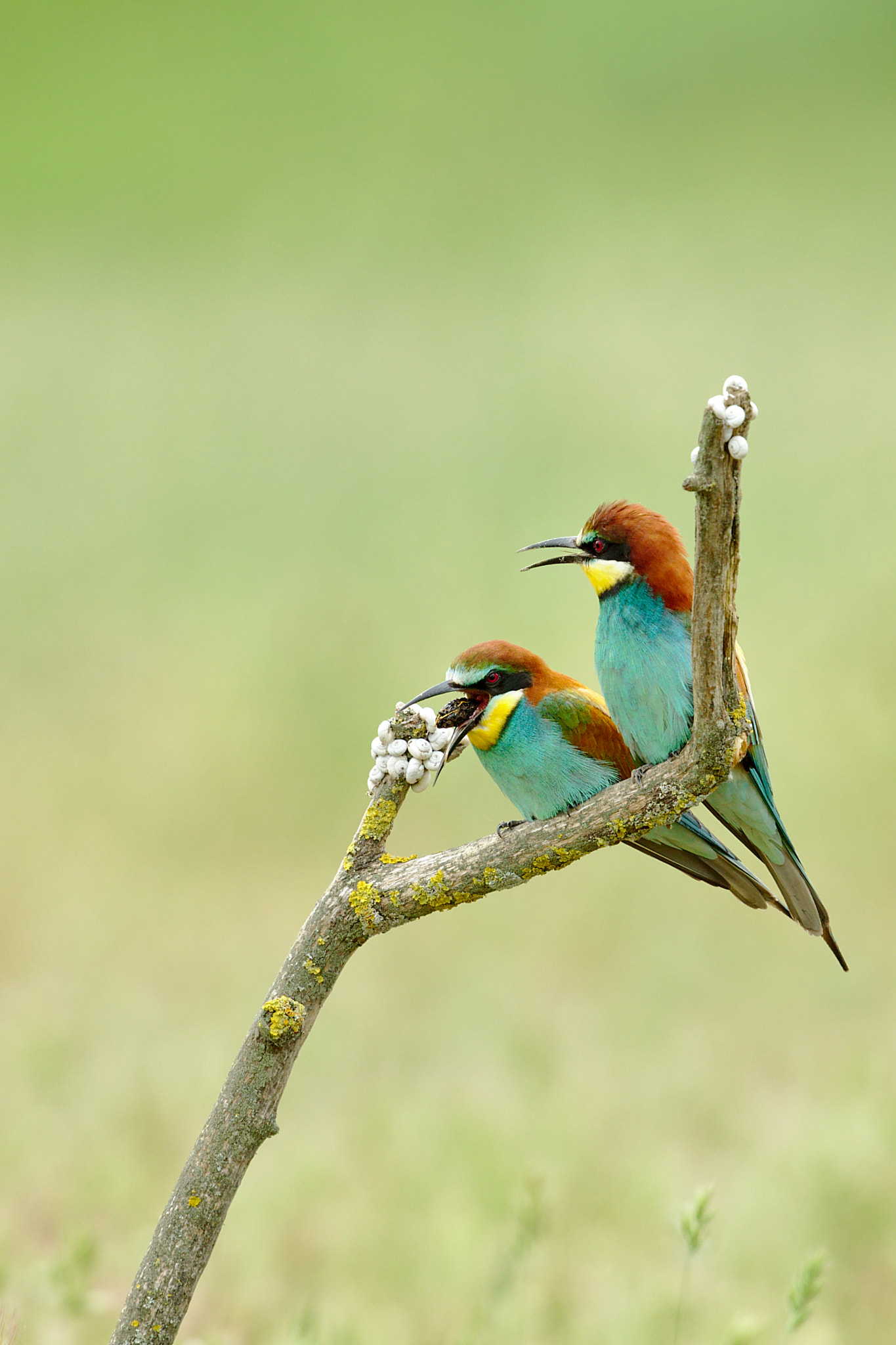 Canon EOS-1D X + Canon EF 300mm F2.8L IS II USM sample photo. Guepiers d'europe photography