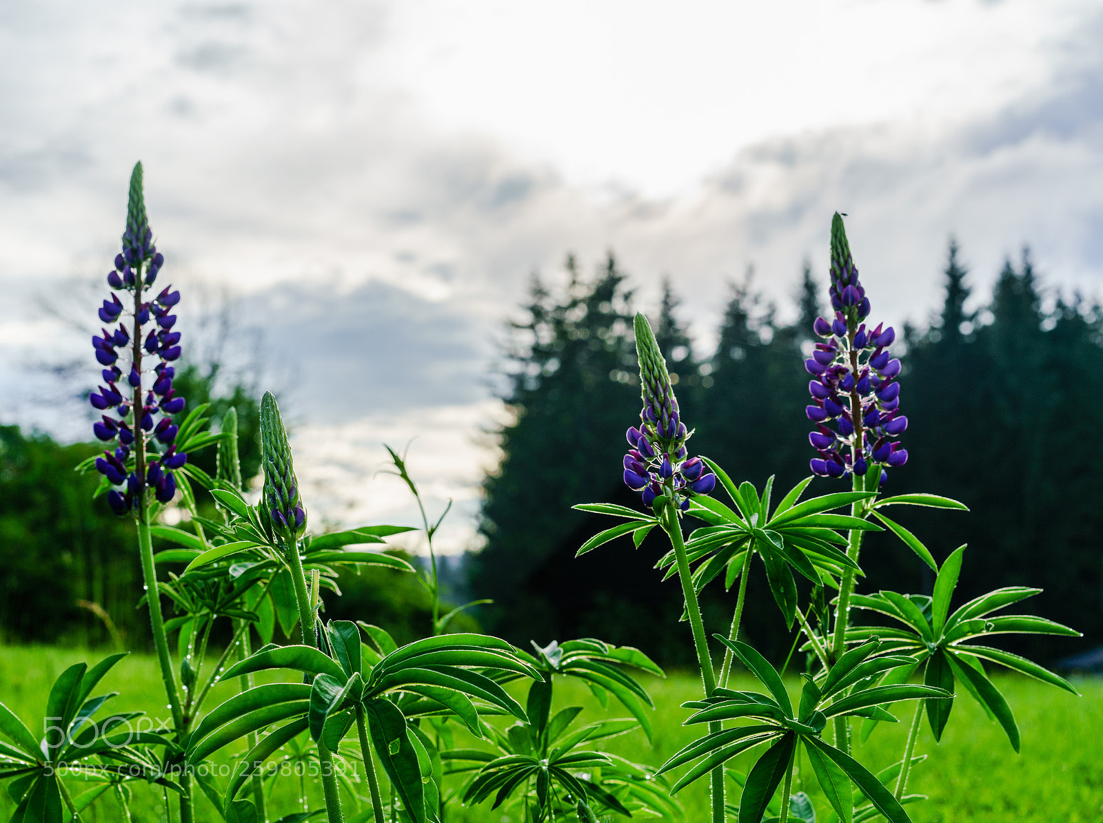 Sony a7R II sample photo. Rittersporn photography
