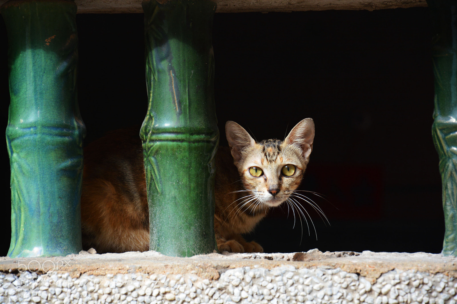 Nikon D7100 sample photo. Untitled photography