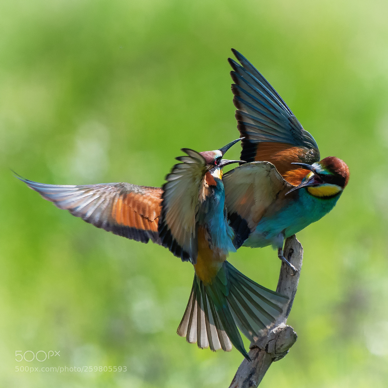Nikon D500 sample photo. Fighting bee-eaters ... photography