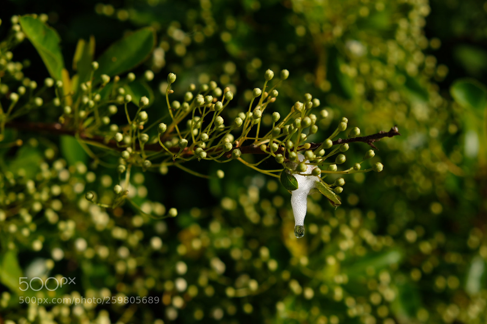 Fujifilm X-T20 sample photo. Snail spit photography