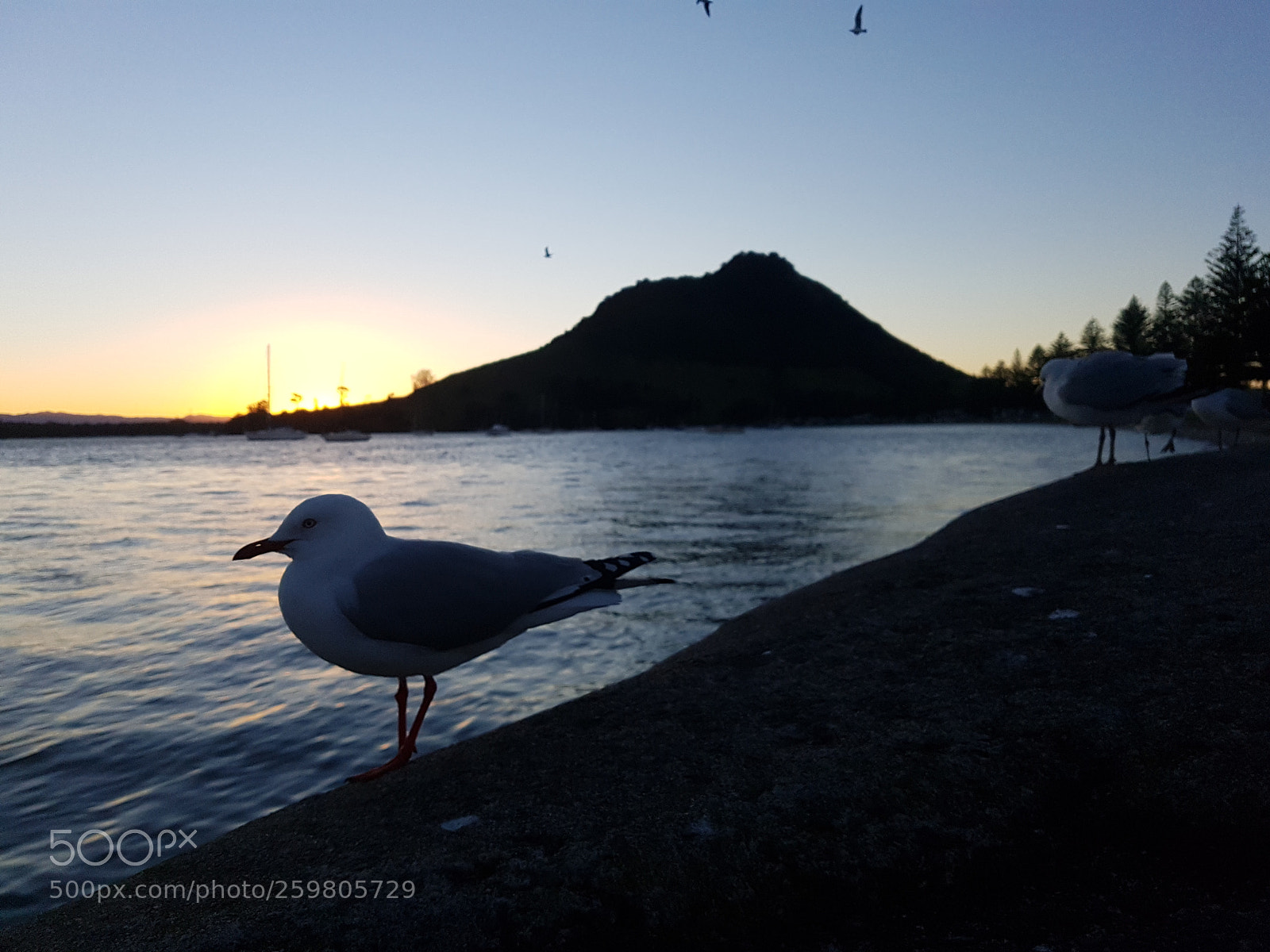Samsung Galaxy S7 sample photo. Mount maunganui photography