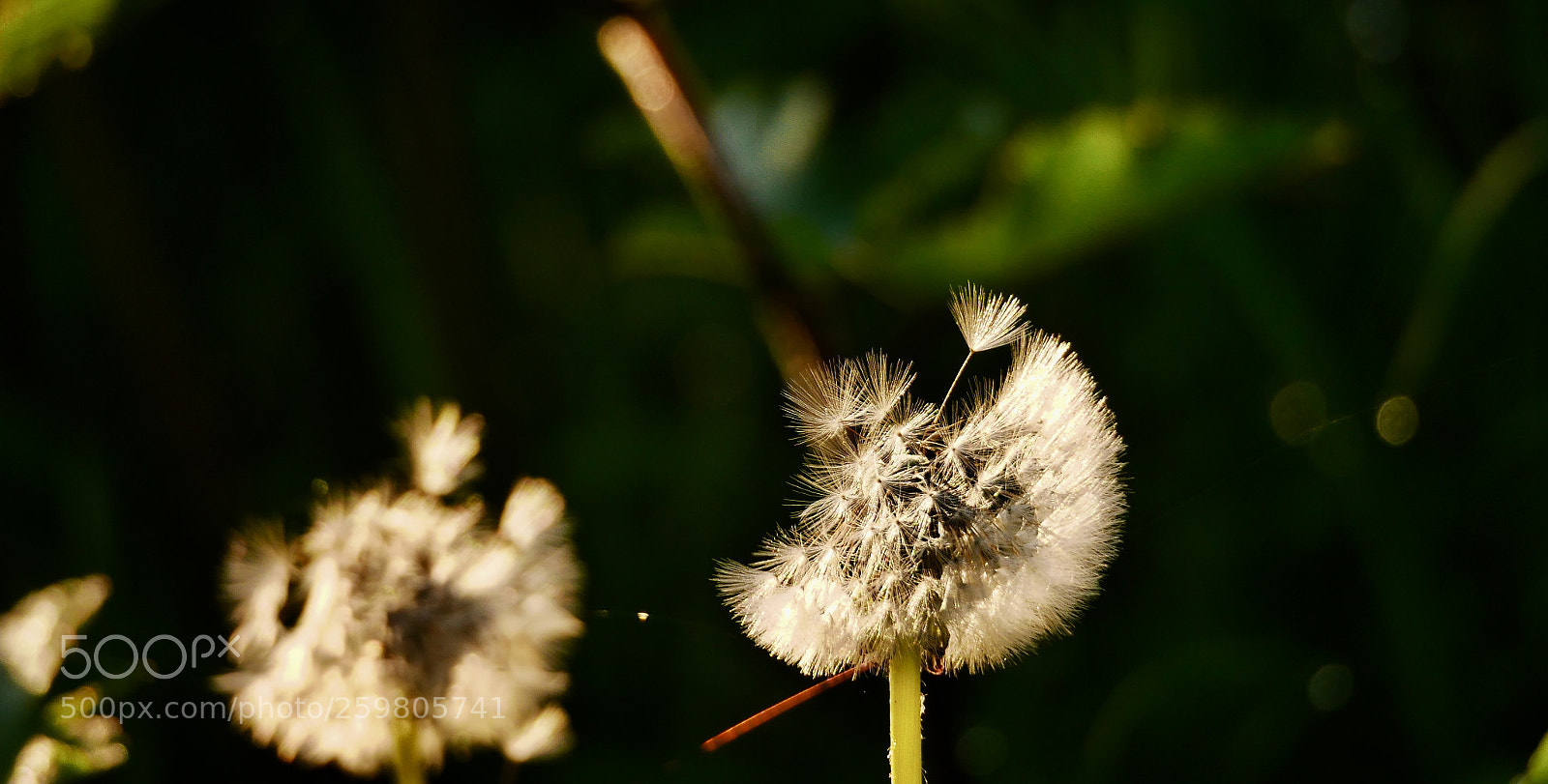 Panasonic Lumix DMC-GX7 sample photo. Expecting to fly. photography