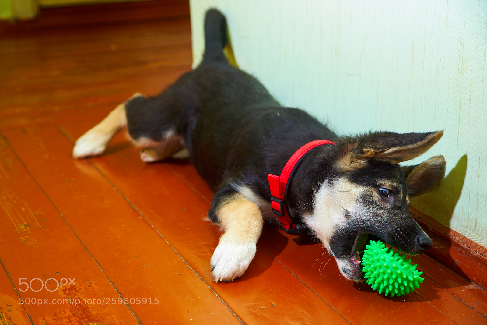 Sony a7 sample photo. Puppy of eastern european photography