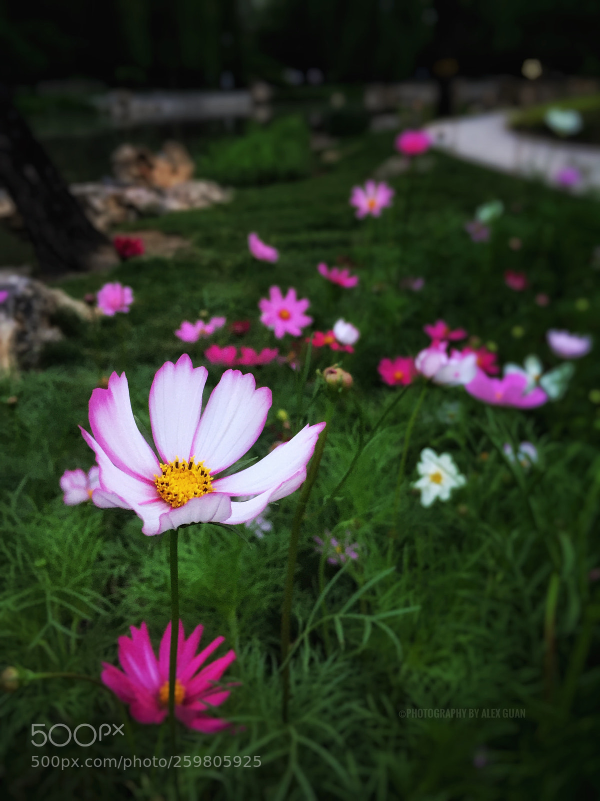 Apple iPhone 6 Plus sample photo. Galsang flower photography
