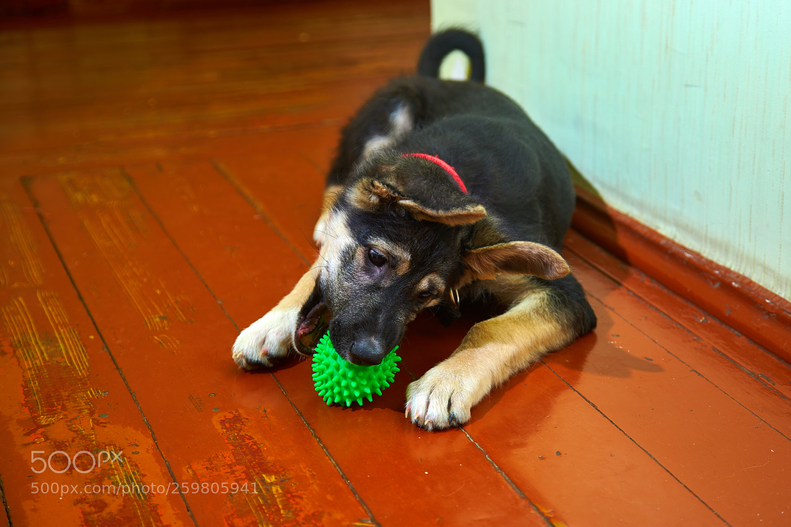 Sony a7 sample photo. Puppy of eastern european photography