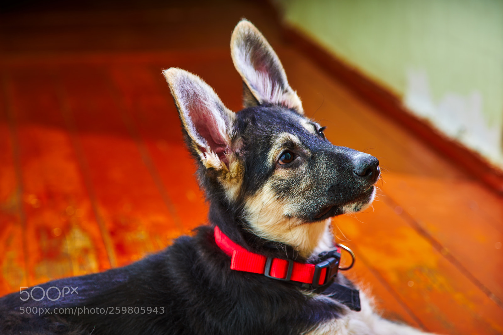 Sony a7 sample photo. Puppy of eastern european photography