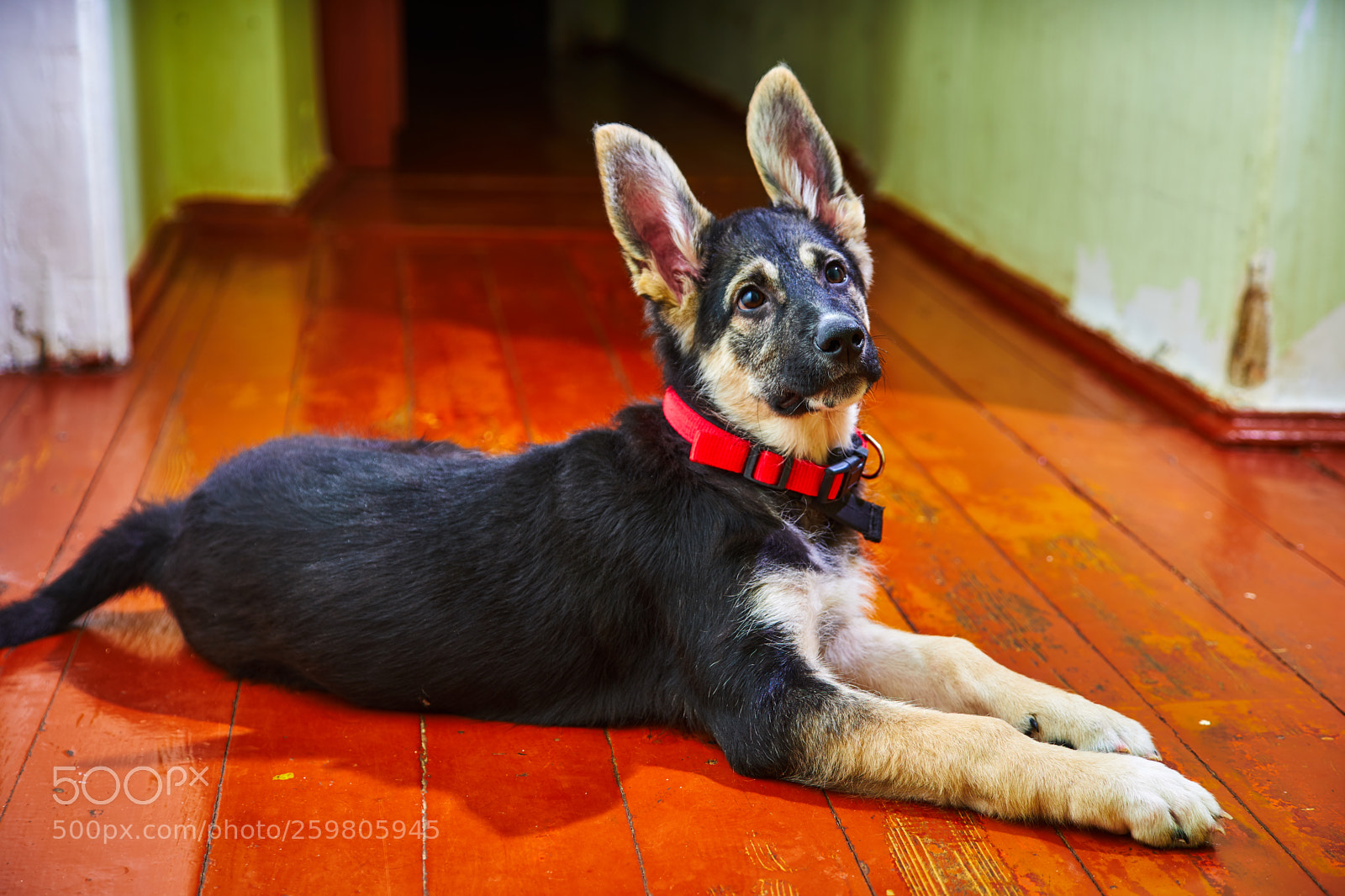 Sony a7 sample photo. Puppy of eastern european photography