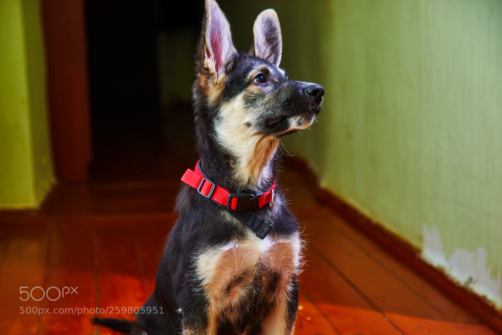 Sony a7 sample photo. Puppy of eastern european photography