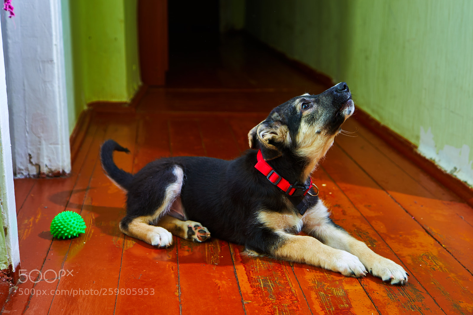 Sony a7 sample photo. Puppy of eastern european photography