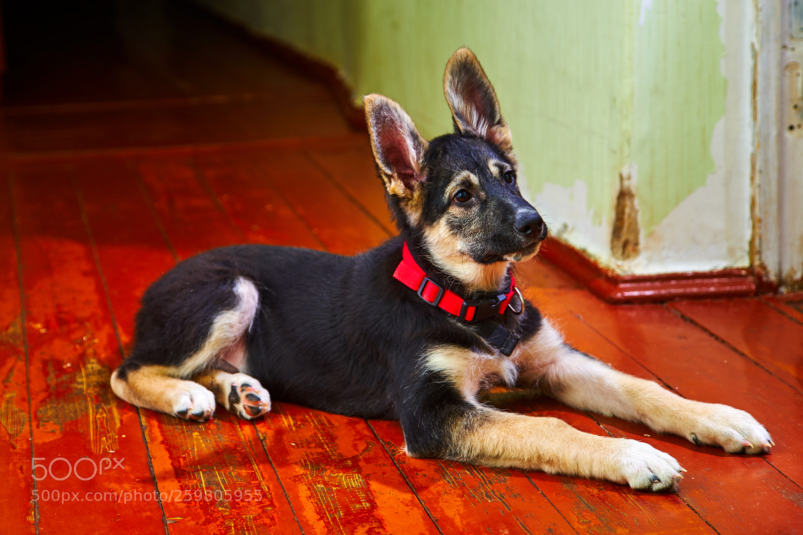 Sony a7 sample photo. Puppy of eastern european photography