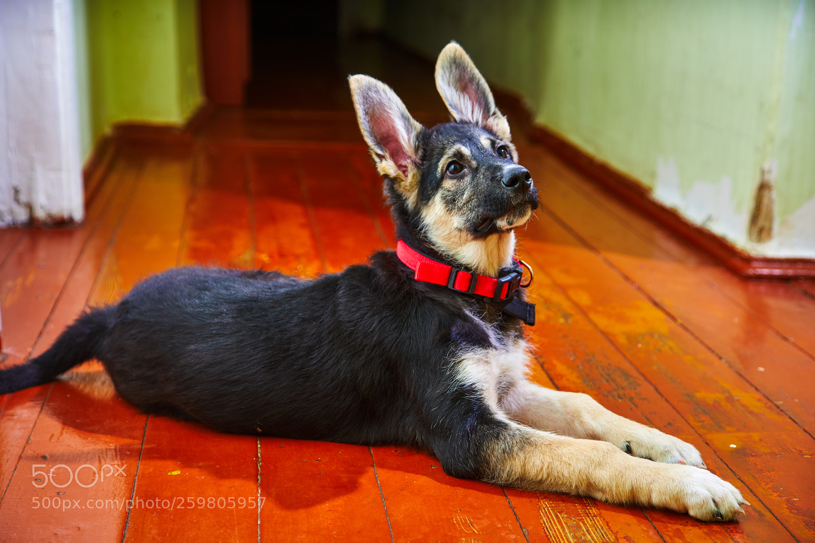 Sony a7 sample photo. Puppy of eastern european photography