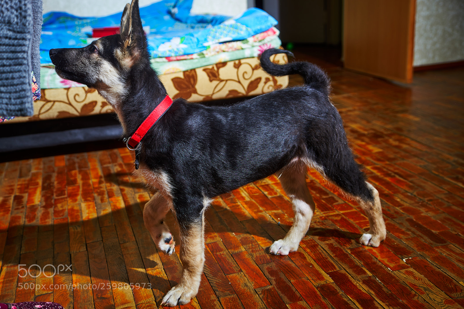 Sony a7 sample photo. Puppy of eastern european photography