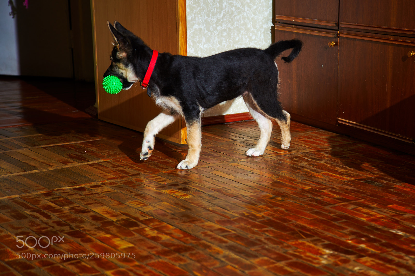 Sony a7 sample photo. Puppy of eastern european photography
