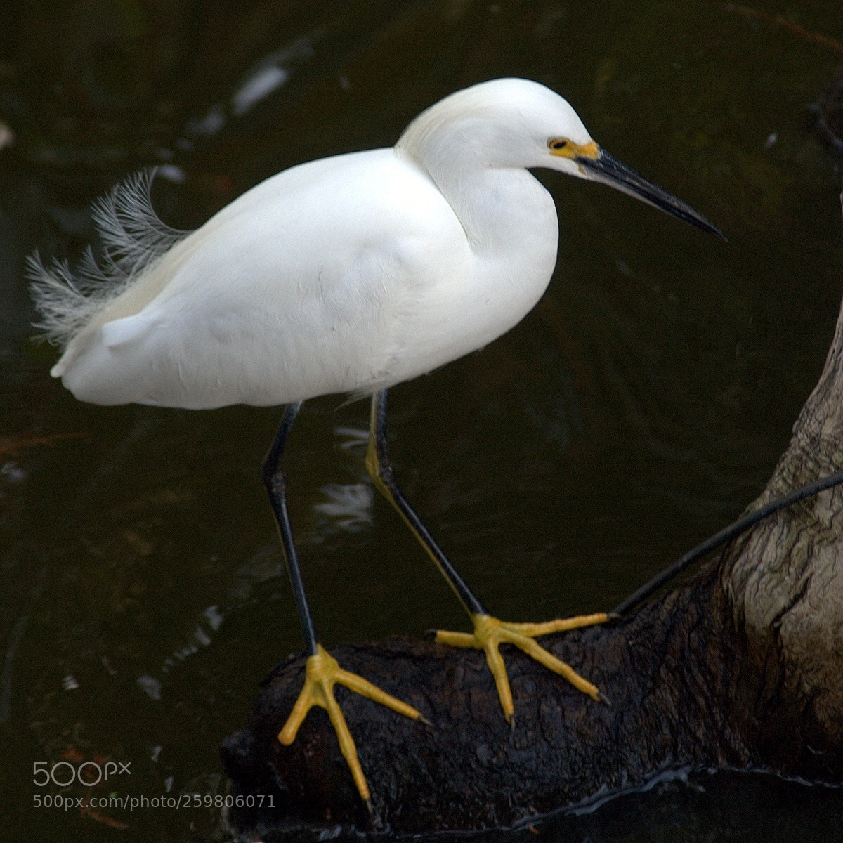 Nikon D70 sample photo. Snowy egret photography