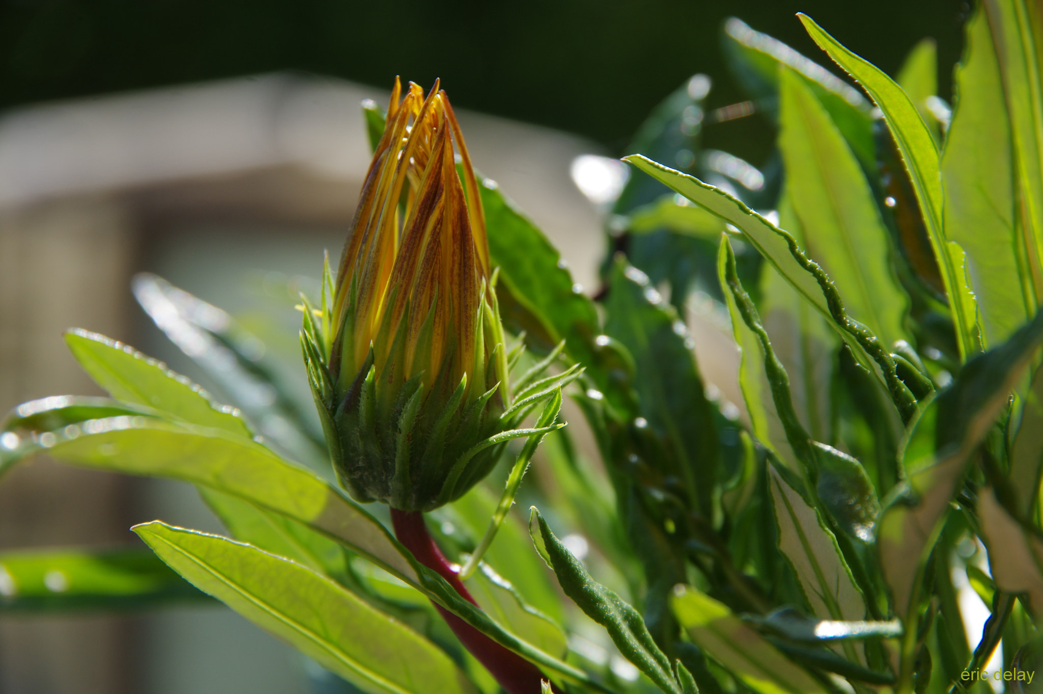 Pentax K-3 sample photo. Birth ! photography