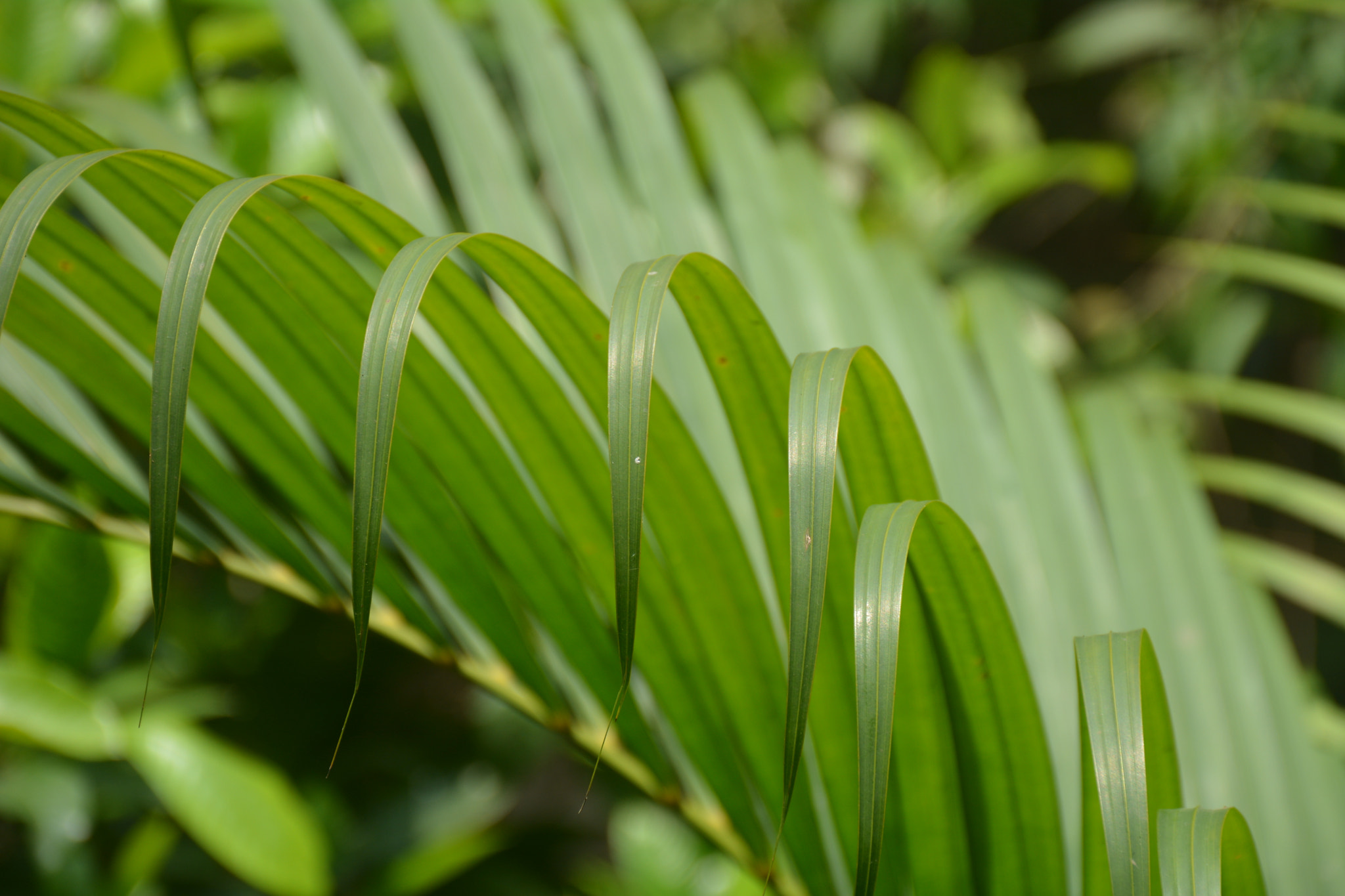 Nikon D7100 sample photo. Green leaf photography