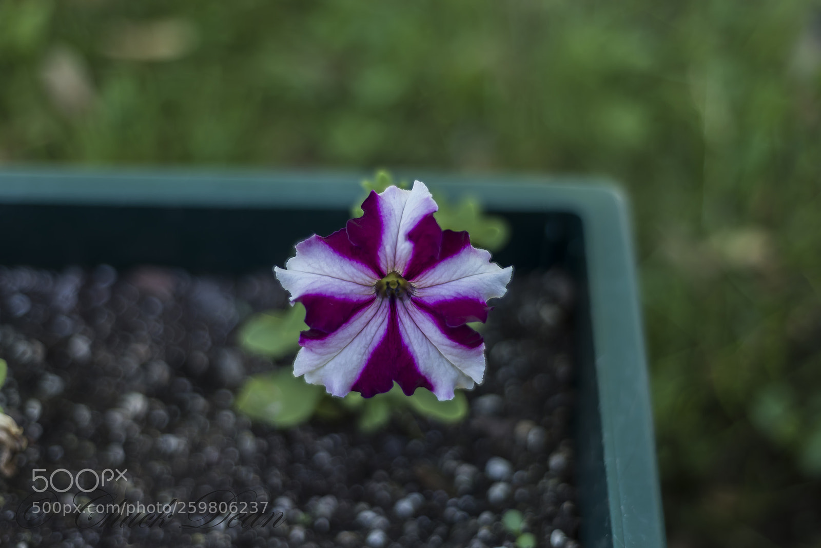 Nikon D800E sample photo. Blossom photography