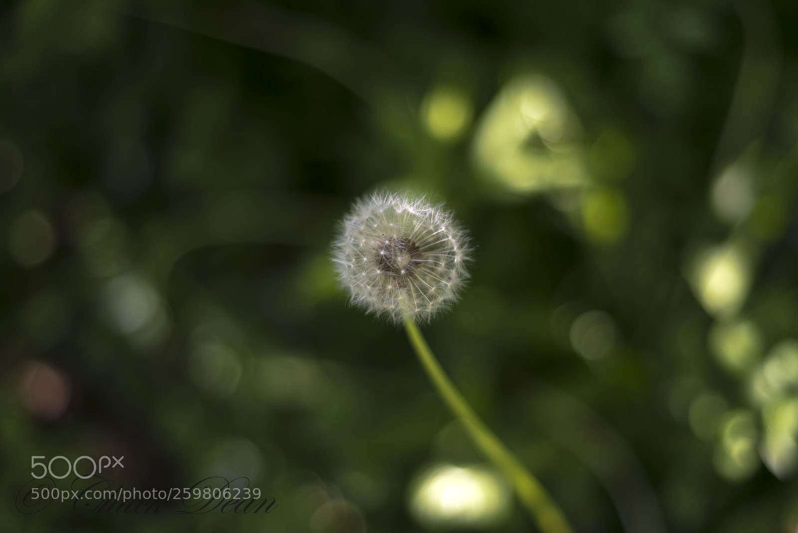 Nikon D800E sample photo. Blossom photography