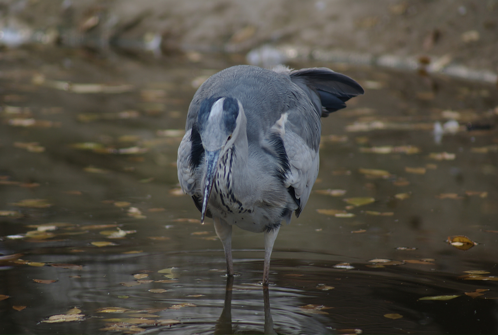 Sony 75-300mm F4.5-5.6 sample photo. Untitled photography