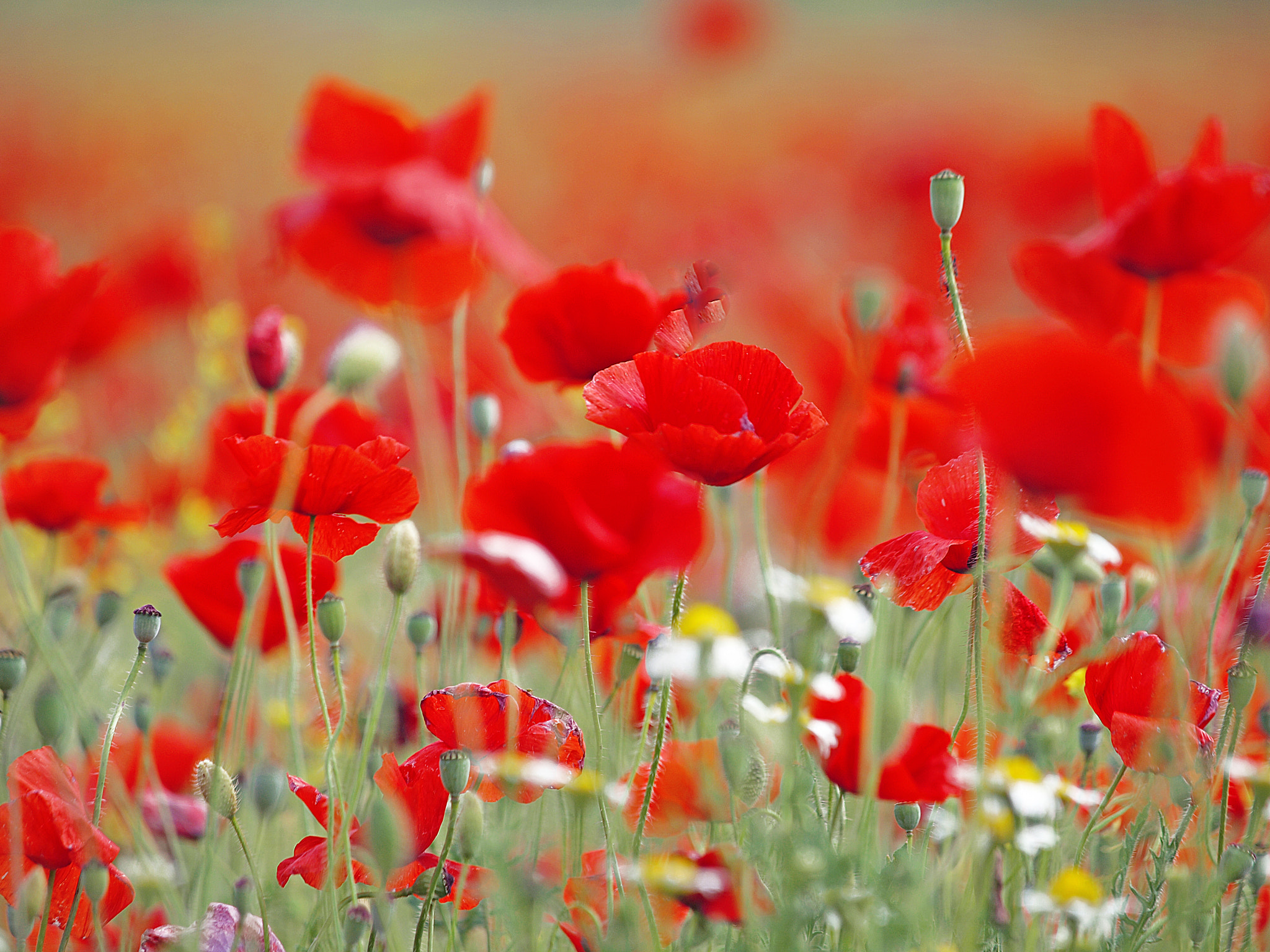 Olympus E-30 sample photo. Tiempo de amapolas photography