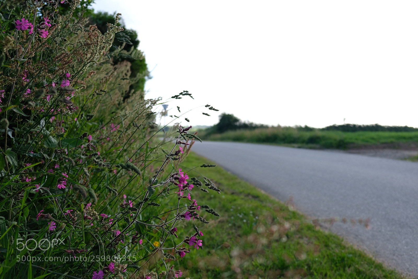Fujifilm X-T20 sample photo. Flower along photography