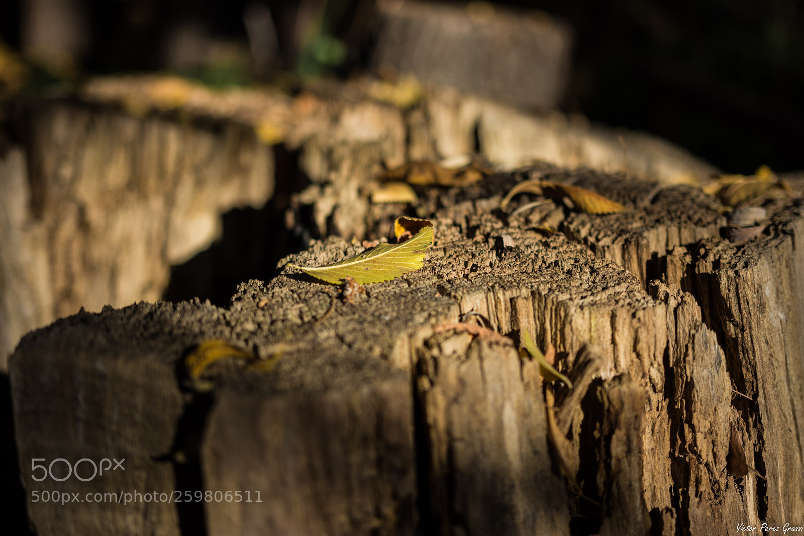 Nikon D7200 sample photo. Autumn-02 photography