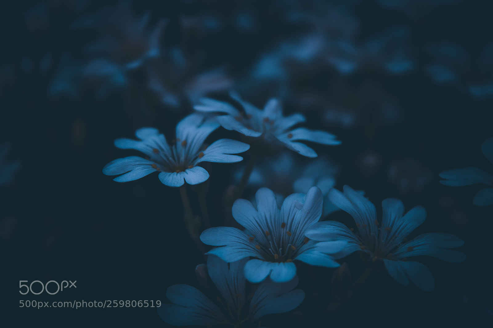 Canon EOS 1300D (EOS Rebel T6 / EOS Kiss X80) sample photo. Flower in the dark photography