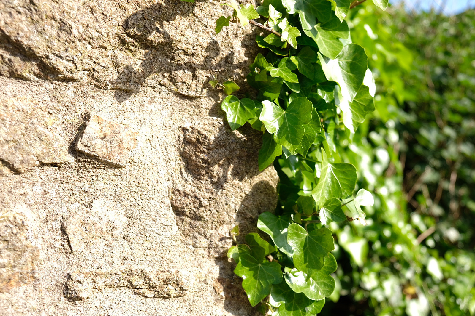 Fujifilm X-T20 sample photo. Climbing ivy photography