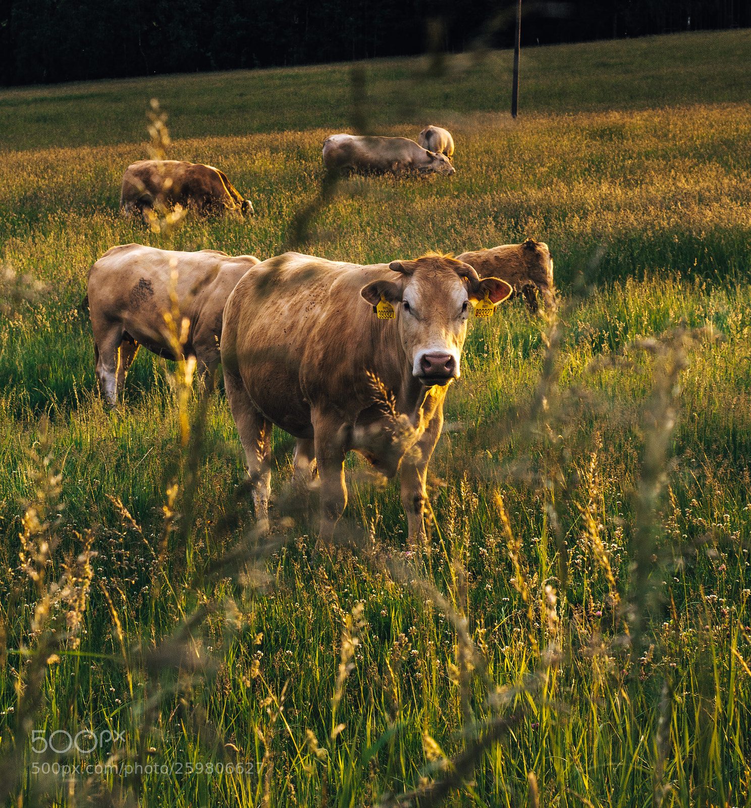 Nikon D3200 sample photo. Cow photography