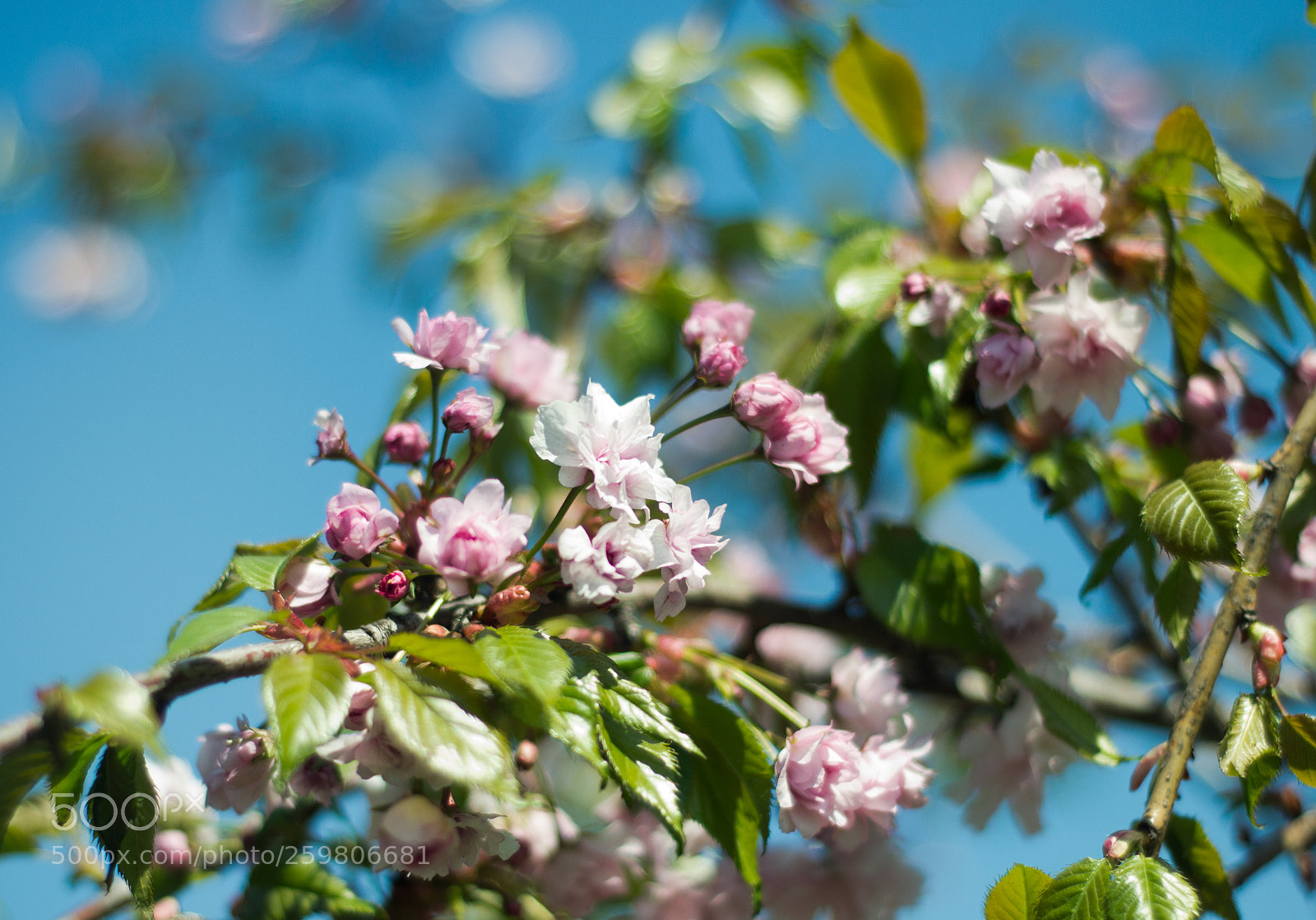 Nikon D3100 sample photo. Untitled photography