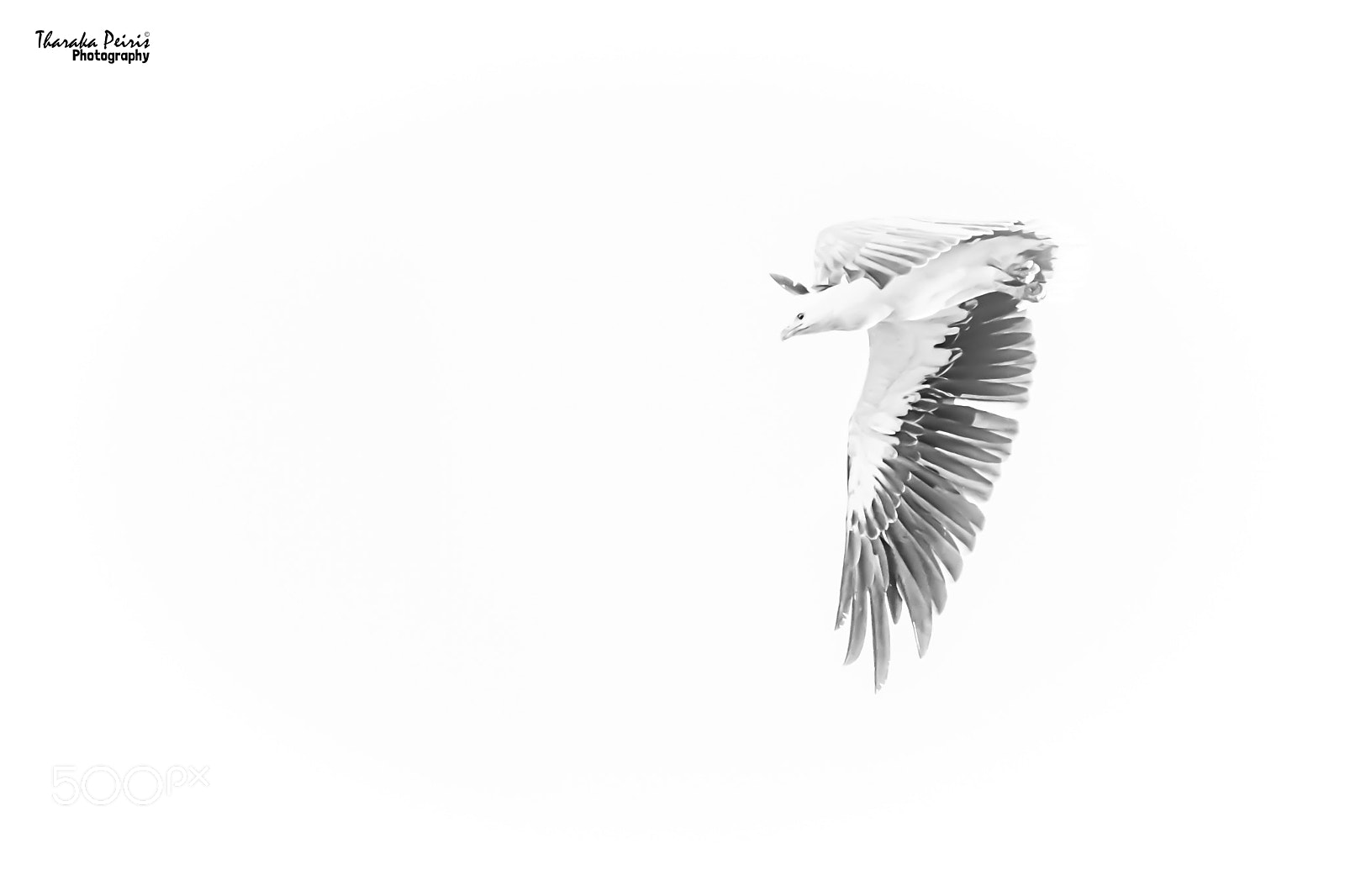 Nikon D7200 sample photo. Eagle photography