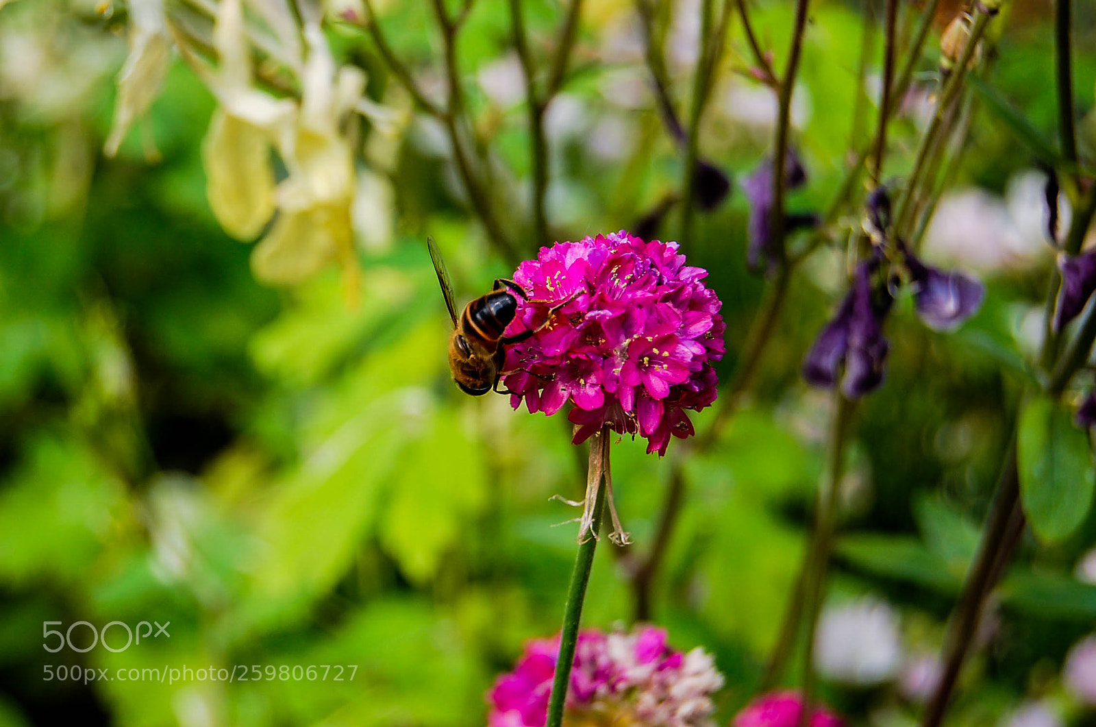 Nikon D40 sample photo. Natura photography