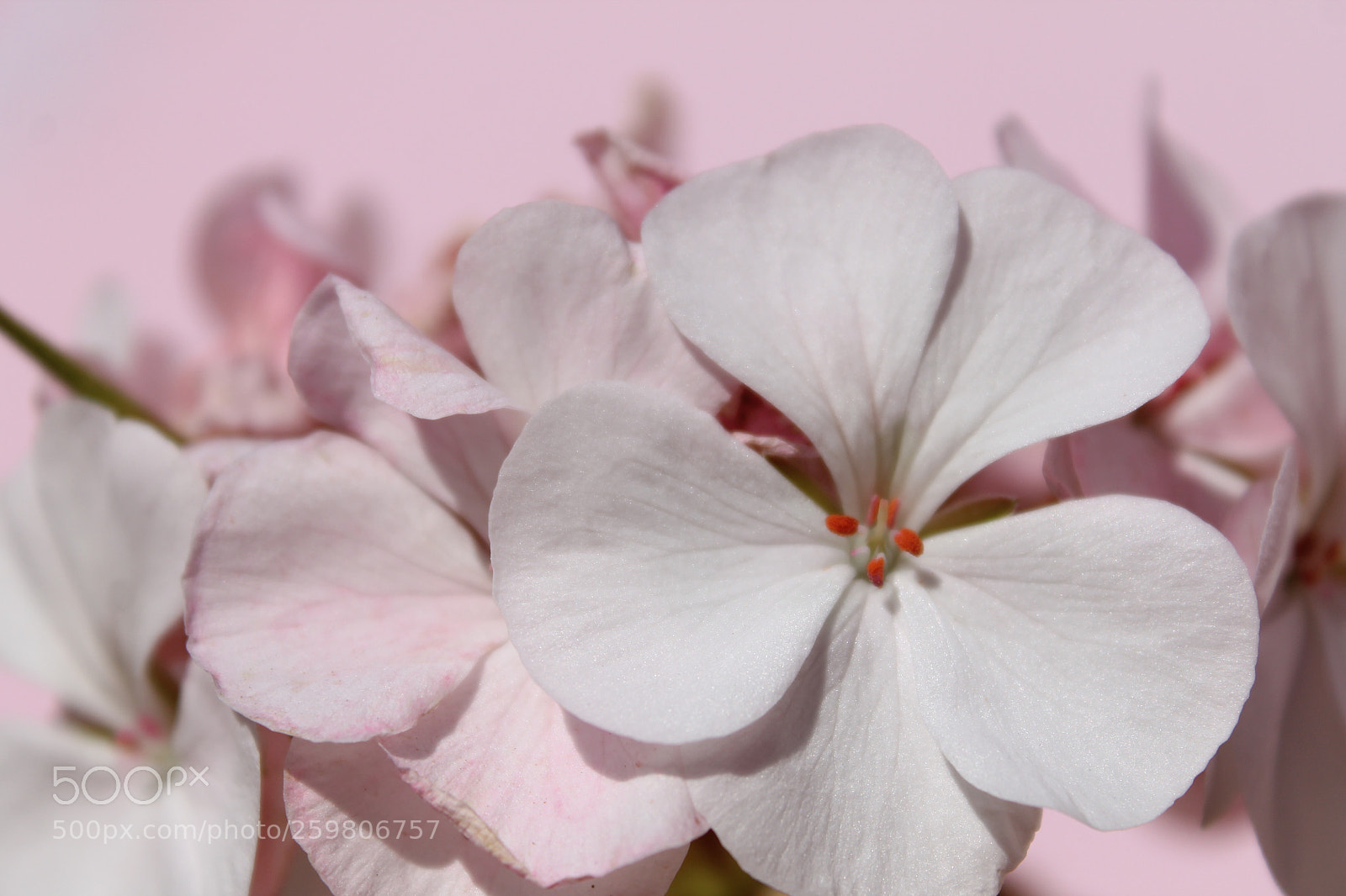 Canon EOS 1100D (EOS Rebel T3 / EOS Kiss X50) sample photo. White flowers  photography