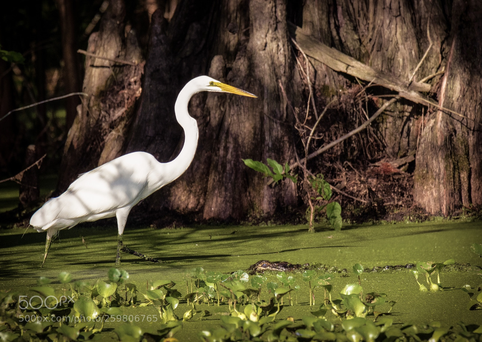Canon EOS 7D Mark II sample photo. Move along...nothing to see photography